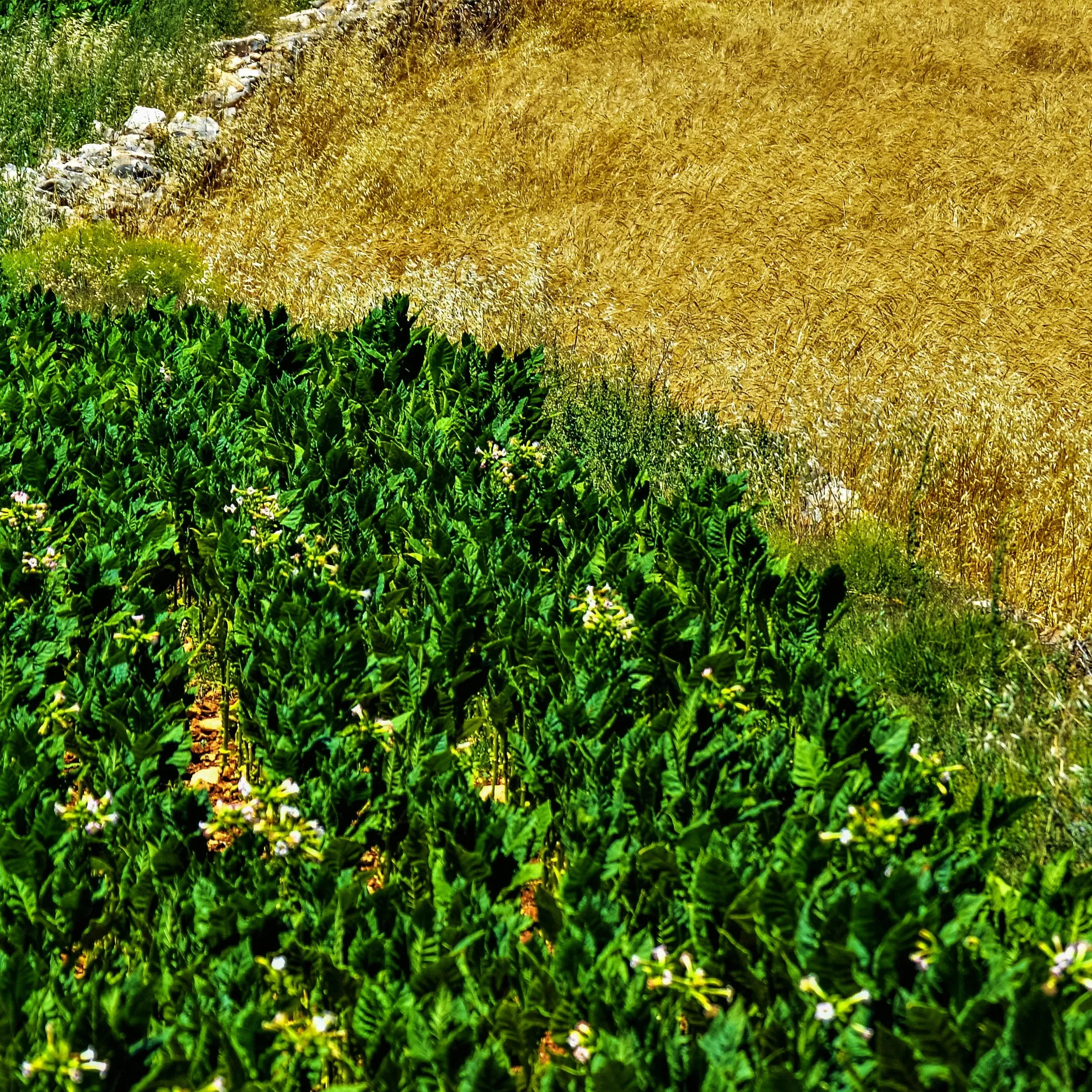 AI-powered precision agriculture crop analysis